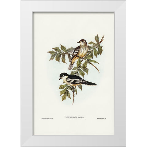 Northern cuckooshrike-Campephaga Karu White Modern Wood Framed Art Print by Gould, John