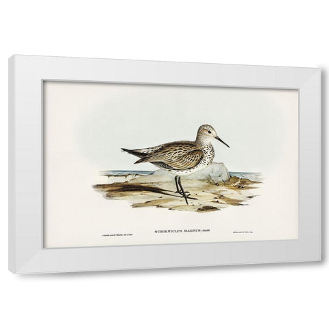 Great Sandpiper-Schoeniclus magnus White Modern Wood Framed Art Print by Gould, John