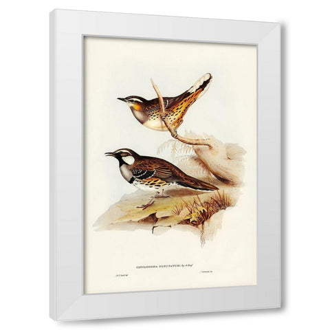 Spotted Groud Thrush-Cinclosoma punctatum White Modern Wood Framed Art Print by Gould, John