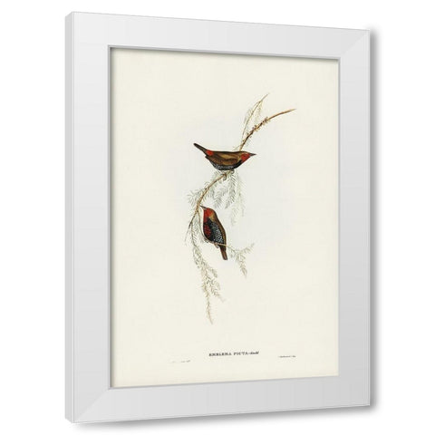 Painted Finch-Emblema picta White Modern Wood Framed Art Print by Gould, John
