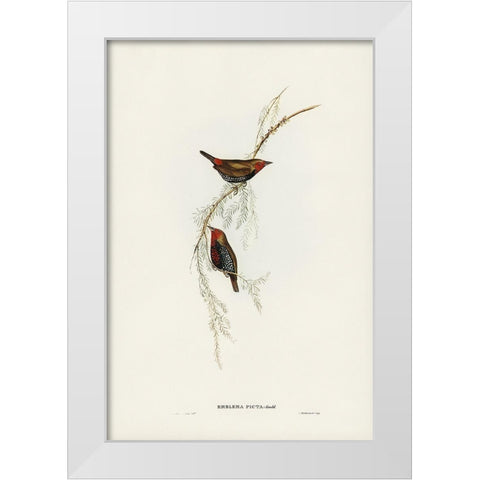Painted Finch-Emblema picta White Modern Wood Framed Art Print by Gould, John