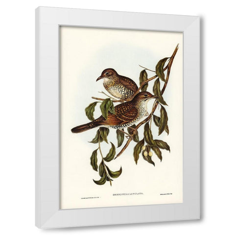 Moutain Thrush-Oreocincla lunulata White Modern Wood Framed Art Print by Gould, John
