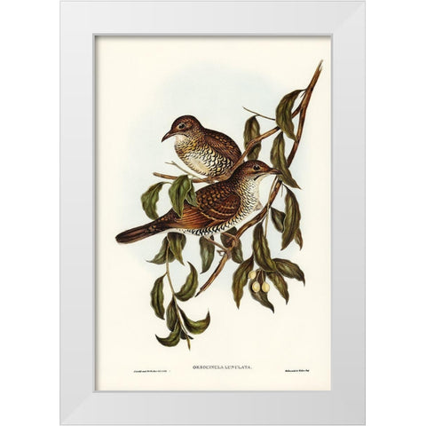 Moutain Thrush-Oreocincla lunulata White Modern Wood Framed Art Print by Gould, John