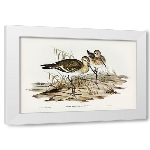 Black-tailed Godwit-Limosa Melanuroides White Modern Wood Framed Art Print by Gould, John