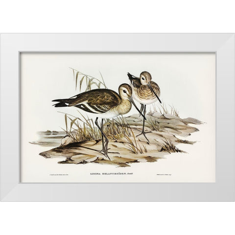 Black-tailed Godwit-Limosa Melanuroides White Modern Wood Framed Art Print by Gould, John