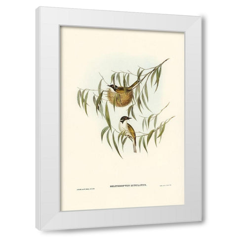 Lunulated Honey-eater-Melithreptus lunulatus White Modern Wood Framed Art Print by Gould, John