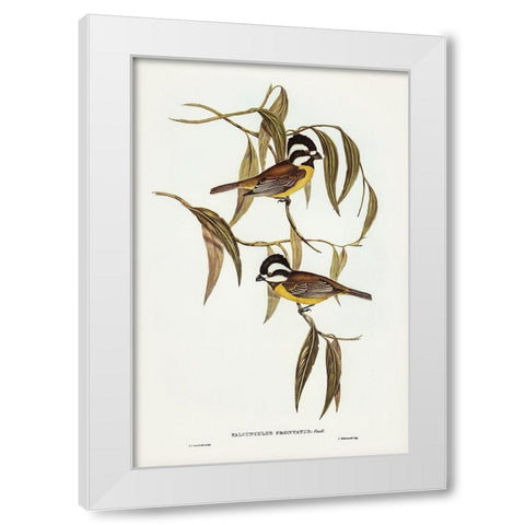 Frontal Shrike-Tit-Falcunculus frontatus White Modern Wood Framed Art Print by Gould, John