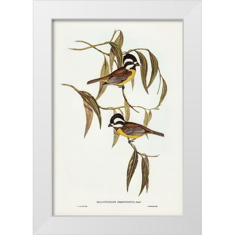 Frontal Shrike-Tit-Falcunculus frontatus White Modern Wood Framed Art Print by Gould, John