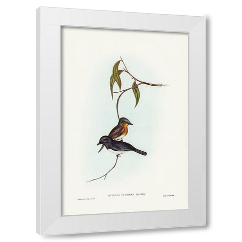 Plumbeous Flycatcher-Myiagra plumbea White Modern Wood Framed Art Print by Gould, John