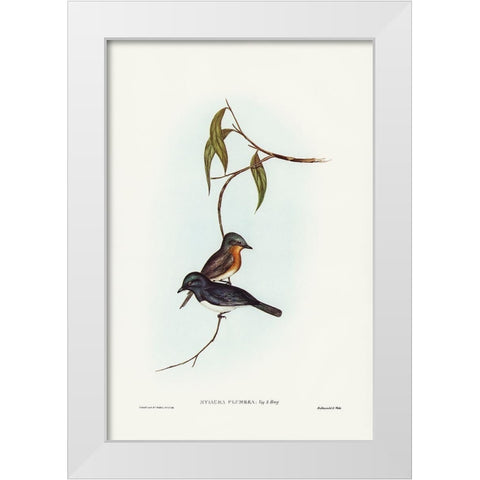 Plumbeous Flycatcher-Myiagra plumbea White Modern Wood Framed Art Print by Gould, John