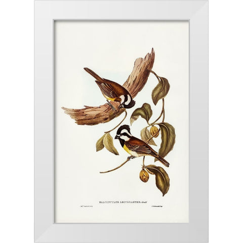 White-bellied Shrike-Tit-Falcunculus leucogaster White Modern Wood Framed Art Print by Gould, John