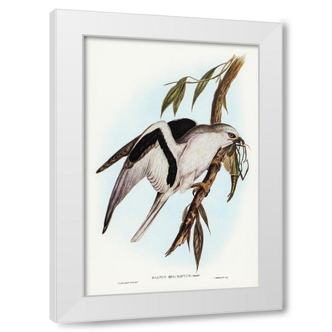Letter-winged Kite-Elanus sciptus White Modern Wood Framed Art Print by Gould, John