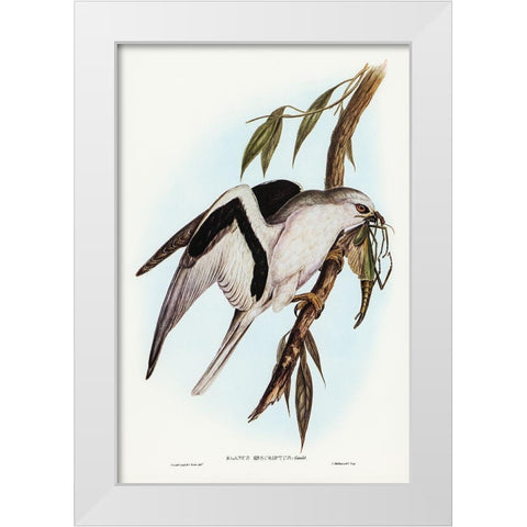 Letter-winged Kite-Elanus sciptus White Modern Wood Framed Art Print by Gould, John
