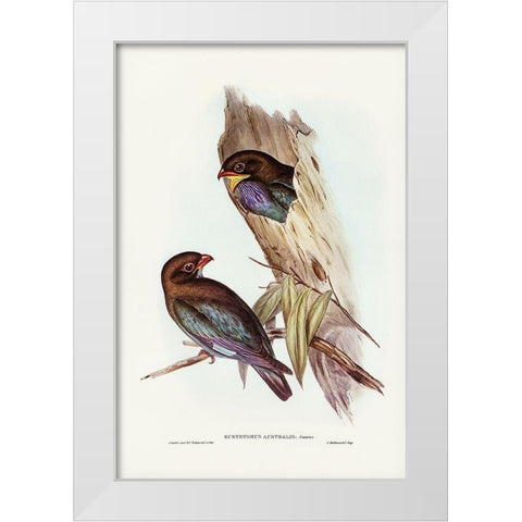 Australian Roller-Eurystomus Australis White Modern Wood Framed Art Print by Gould, John