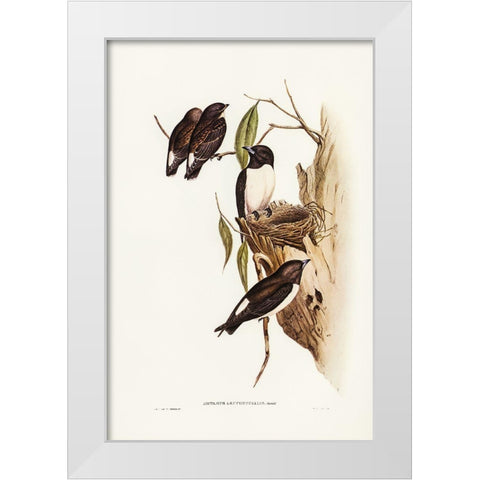 White-rumped Wood Swallow White Modern Wood Framed Art Print by Gould, John