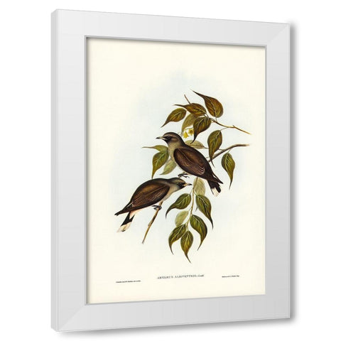 White-vented Wood Swallow-Artamus albiventris White Modern Wood Framed Art Print by Gould, John