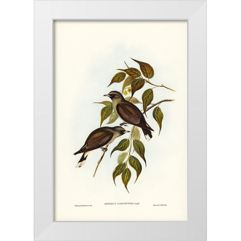 White-vented Wood Swallow-Artamus albiventris White Modern Wood Framed Art Print by Gould, John