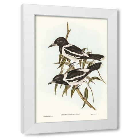 Pied Crow-Shrike-Cracticus picatus White Modern Wood Framed Art Print by Gould, John