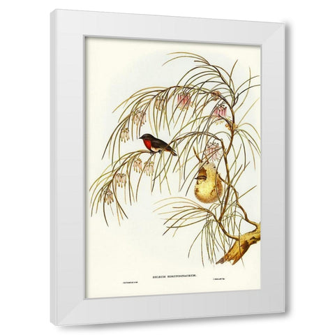 Swallow Dicaeum-Dicaeum hirundinaceum White Modern Wood Framed Art Print by Gould, John