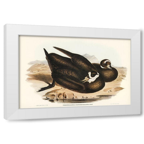 Spectacled Petrel-Procellaria conspicillata White Modern Wood Framed Art Print by Gould, John