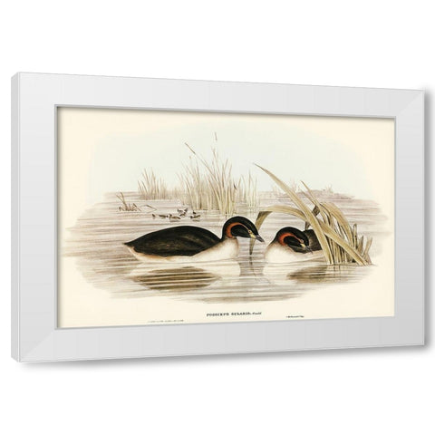 Black-throated Grabe-Podiceps gularis White Modern Wood Framed Art Print by Gould, John