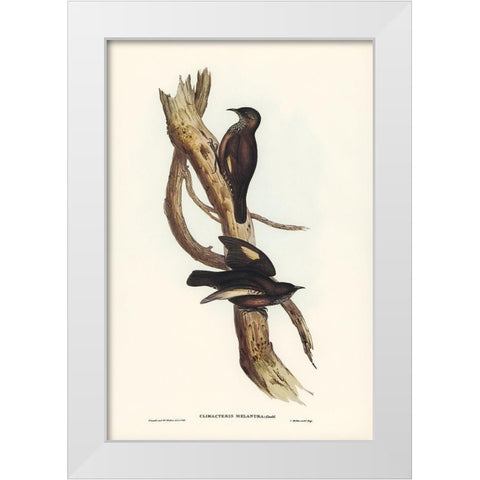 Black-tailed Tree-Creeper-Climacteris melanura White Modern Wood Framed Art Print by Gould, John