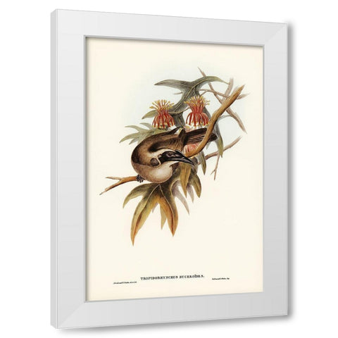 Helmeted Honey-eater-Tropidorhynchus Buceroides White Modern Wood Framed Art Print by Gould, John