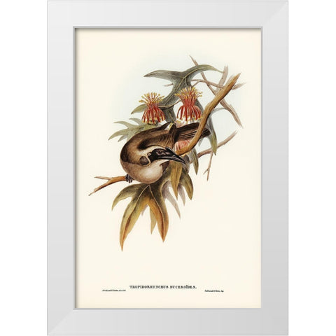Helmeted Honey-eater-Tropidorhynchus Buceroides White Modern Wood Framed Art Print by Gould, John