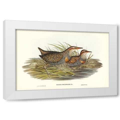 Pectoral Rail-Rallus pectoralis White Modern Wood Framed Art Print by Gould, John
