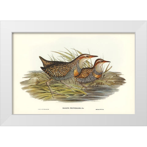 Pectoral Rail-Rallus pectoralis White Modern Wood Framed Art Print by Gould, John