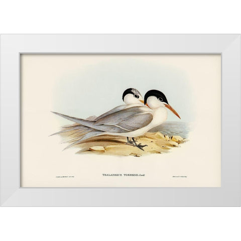 Torres Tern-Thalasseus Torresii White Modern Wood Framed Art Print by Gould, John