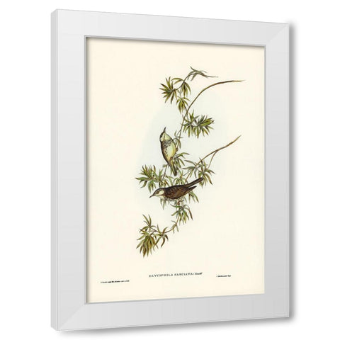 Fasciated Honey-eater-Glyciphila fasciata White Modern Wood Framed Art Print by Gould, John