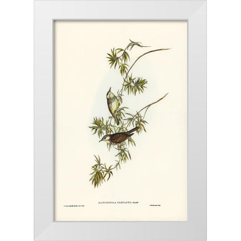 Fasciated Honey-eater-Glyciphila fasciata White Modern Wood Framed Art Print by Gould, John