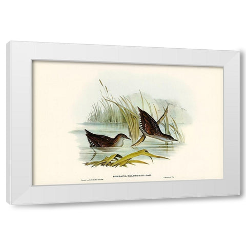 Water Crake-Porzana palustris White Modern Wood Framed Art Print by Gould, John