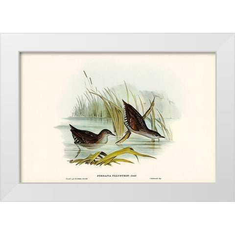 Water Crake-Porzana palustris White Modern Wood Framed Art Print by Gould, John