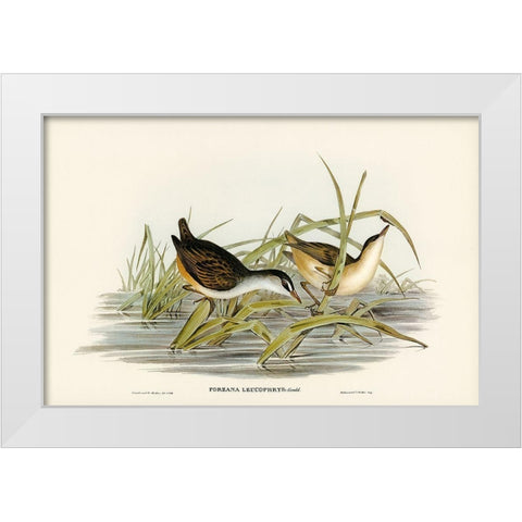 White-eyebrowed Water Crake-Porzana leucophrys White Modern Wood Framed Art Print by Gould, John