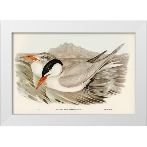 Powerful Tern-Sylochelidon strenuus White Modern Wood Framed Art Print by Gould, John
