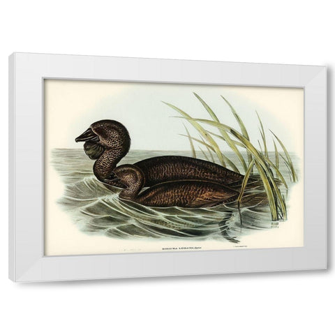 Musk Duck-Biziura lobata White Modern Wood Framed Art Print by Gould, John