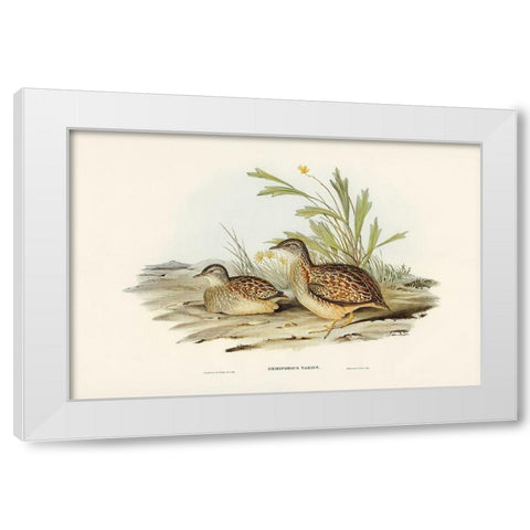 Varied Hemipode-Hemipodius Varius White Modern Wood Framed Art Print by Gould, John