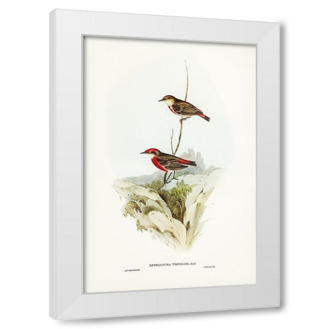 Tricoloured chat-Ephthianura tricolor White Modern Wood Framed Art Print by Gould, John
