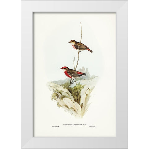 Tricoloured chat-Ephthianura tricolor White Modern Wood Framed Art Print by Gould, John