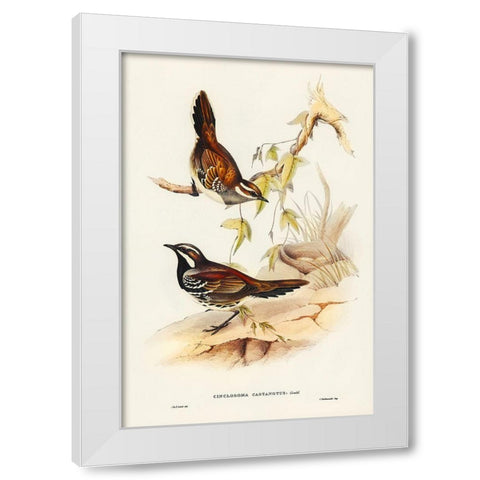 Chestnut-backed Groud Thrush-Cinclosoma castanotus White Modern Wood Framed Art Print by Gould, John