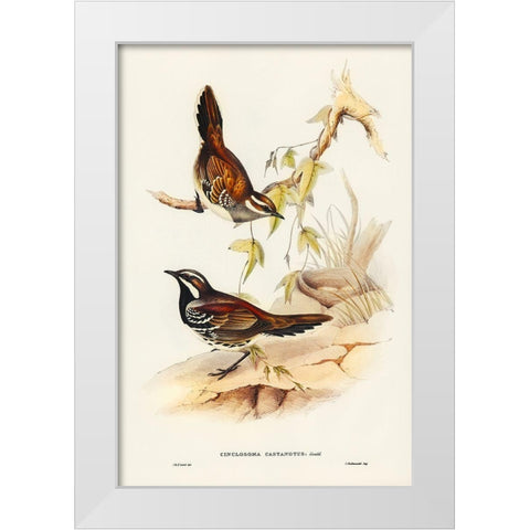 Chestnut-backed Groud Thrush-Cinclosoma castanotus White Modern Wood Framed Art Print by Gould, John