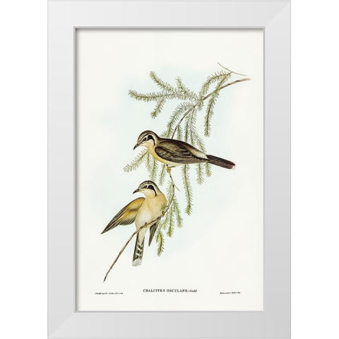Black-eared Cuckoo-Chalcites osculans White Modern Wood Framed Art Print by Gould, John