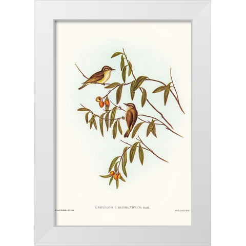 Green-backed Gerygone-Gerygone chloronotus White Modern Wood Framed Art Print by Gould, John