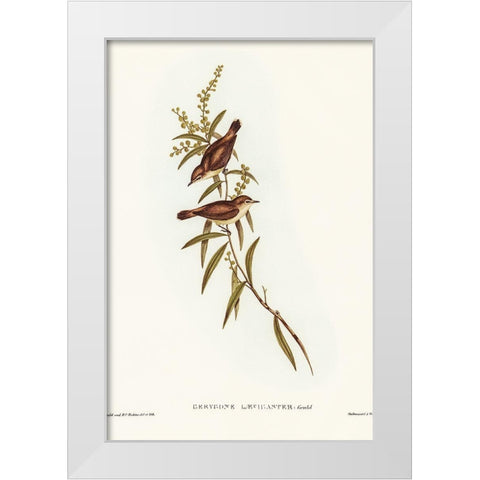 Buff-breasted Gerygone-Gerygone laevigaster White Modern Wood Framed Art Print by Gould, John