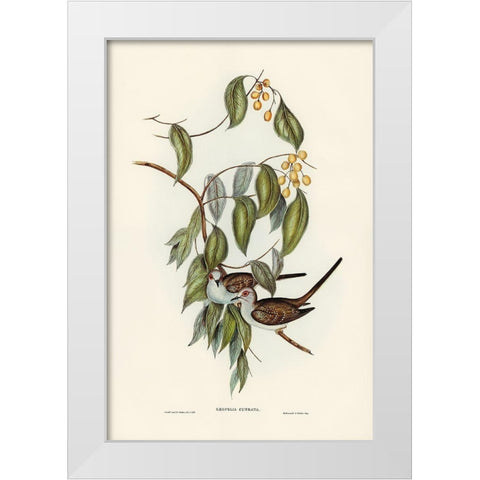 Greaceful Ground Dove-Geopelia cuneata White Modern Wood Framed Art Print by Gould, John