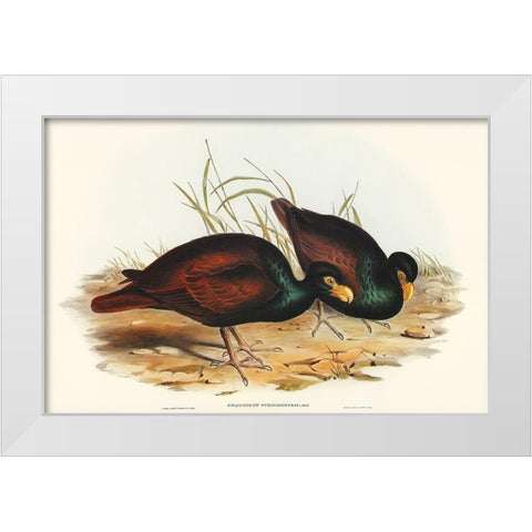 Gnathodon-Gnathodon strigirostris White Modern Wood Framed Art Print by Gould, John