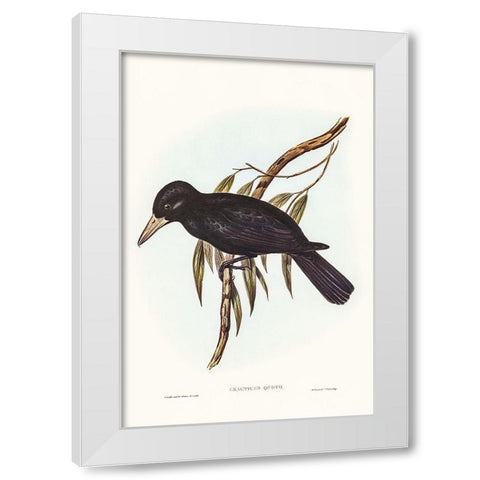 Quoyâ€™s Crow-Shrike-Cracticus Quoyii White Modern Wood Framed Art Print by Gould, John