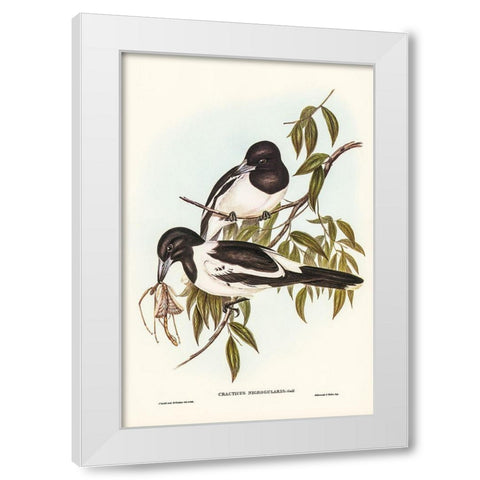 Black-throated Crow-Shrike-Cracticus nigrogularis White Modern Wood Framed Art Print by Gould, John